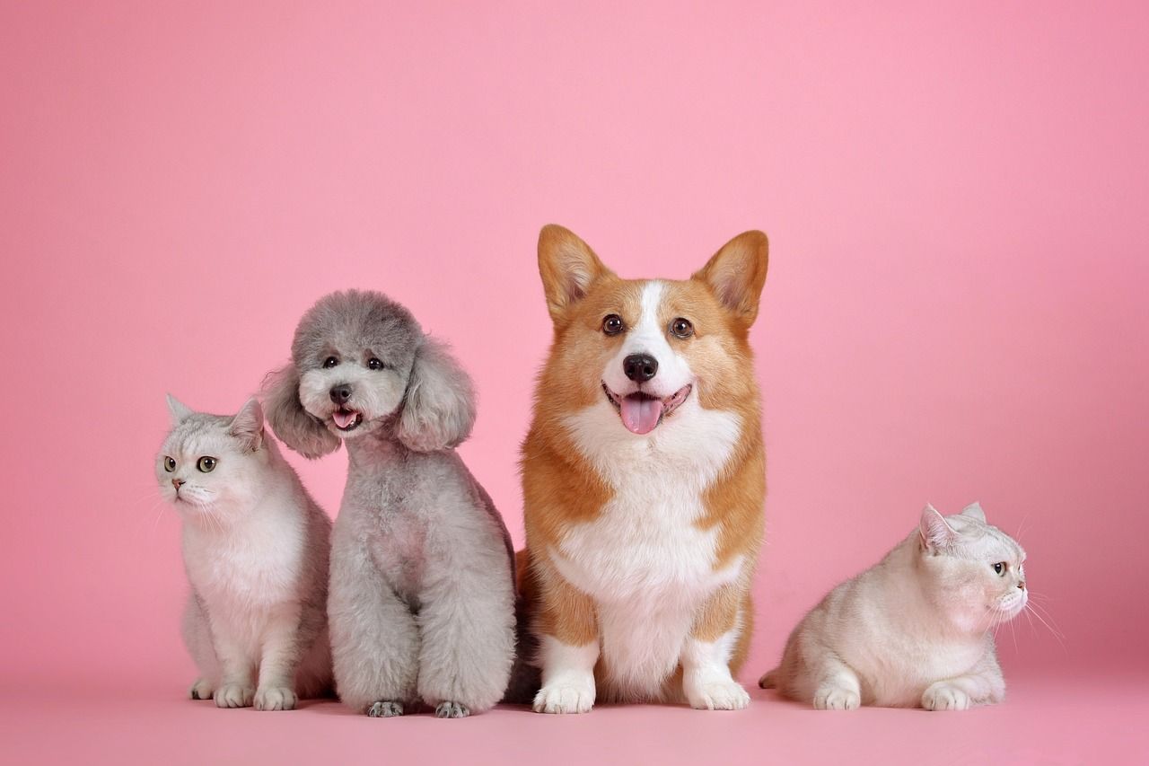 Mascotas y productos veterinarios. 